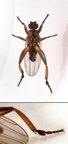 Sphaerocera curvipes